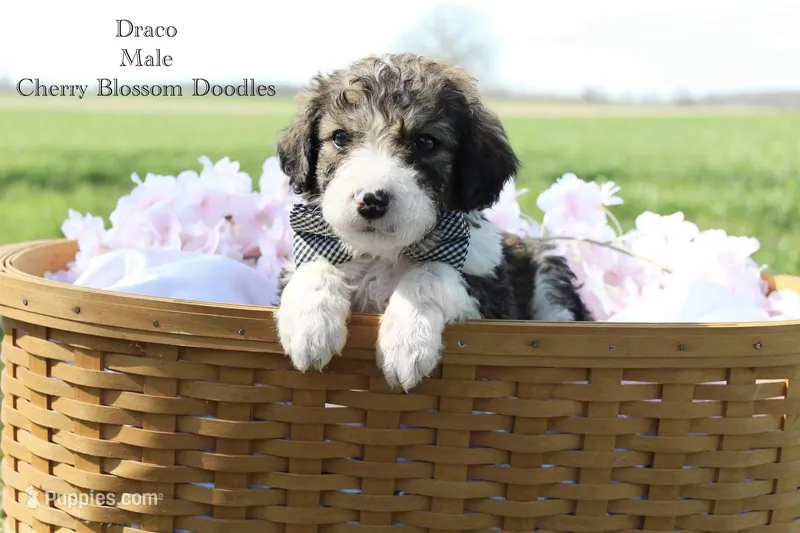 Draco – Bordoodle puppy for sale in Ashland, OH