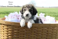 Draco, a male Bordoodle for sale in Ashland, OH – 2 of 5