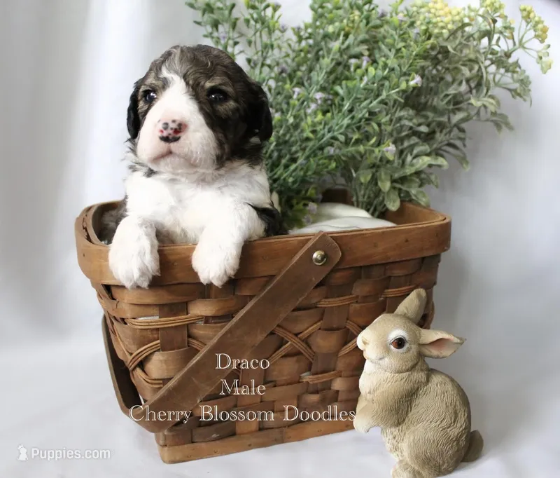 Draco – Bordoodle puppy for sale in Ashland, OH