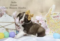 Stella, a female Bordoodle for sale in Ashland, OH – 2 of 4
