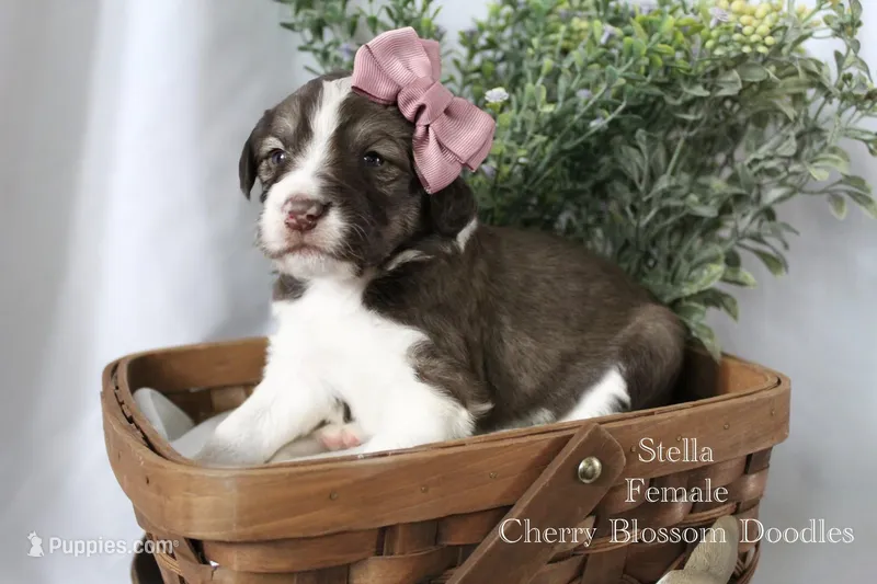 Stella – Bordoodle puppy for sale in Ashland, OH
