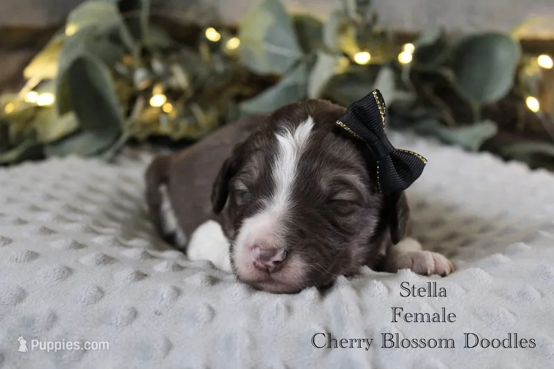 Stella – Bordoodle puppy for sale in Ashland, OH