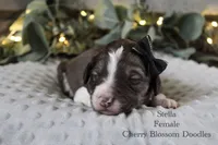 Stella, a female Bordoodle for sale in Ashland, OH – 4 of 4
