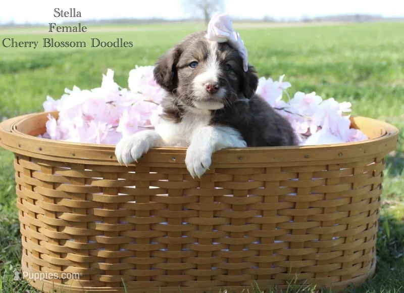 Stella – Bordoodle puppy for sale in Ashland, OH