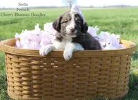 Stella, a female Bordoodle for sale in Ashland, OH – 1 of 4