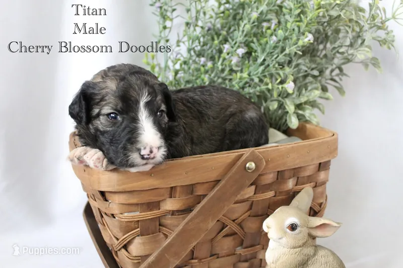 Titan – Bordoodle puppy for sale in Ashland, OH