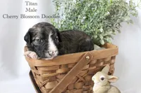 Titan, a male Bordoodle for sale in Ashland, OH – 3 of 4