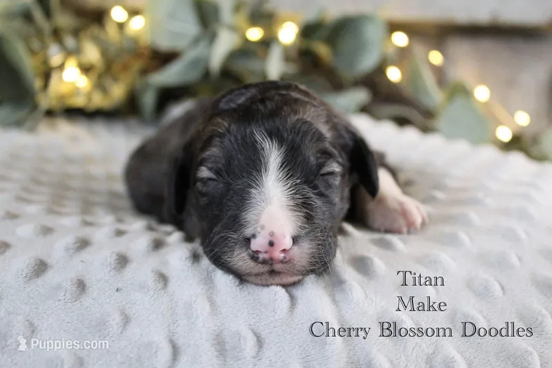 Titan – Bordoodle puppy for sale in Ashland, OH