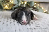 Titan, a male Bordoodle for sale in Ashland, OH – 4 of 4