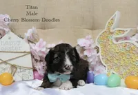 Titan, a male Bordoodle for sale in Ashland, OH – 2 of 4