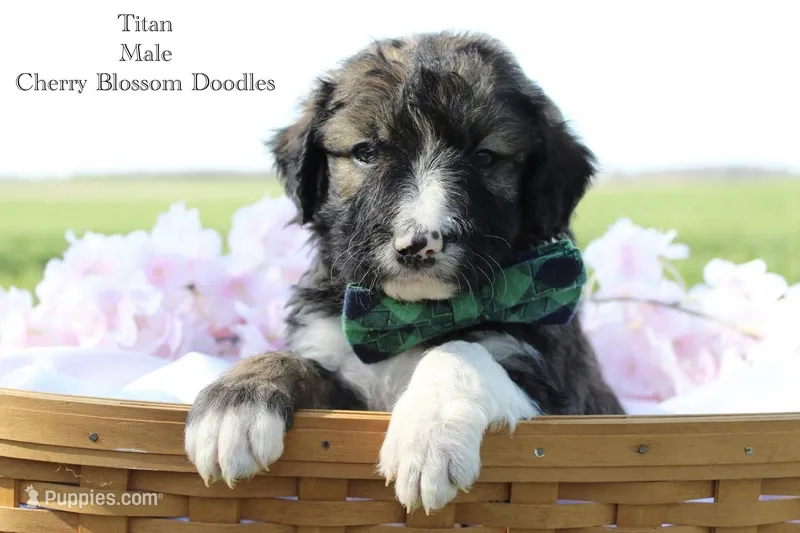 Titan – Bordoodle puppy for sale in Ashland, OH