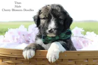 Titan, a male Bordoodle for sale in Ashland, OH – 1 of 4