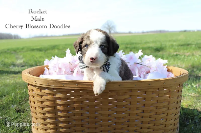Rocket – Bordoodle puppy for sale in Ashland, OH