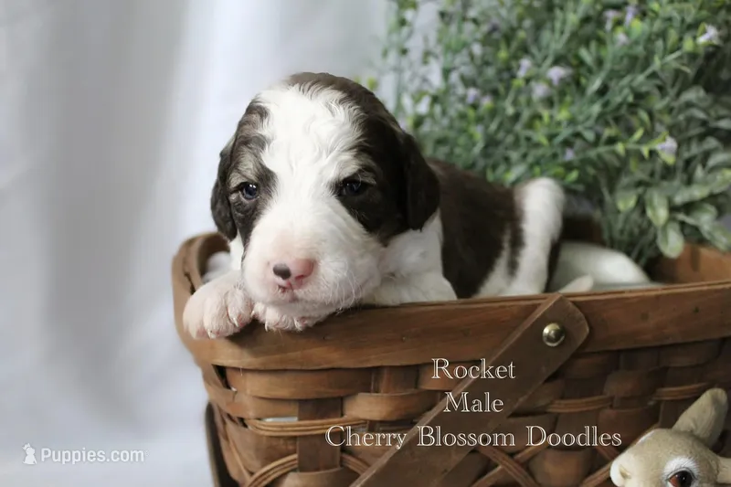 Rocket – Bordoodle puppy for sale in Ashland, OH