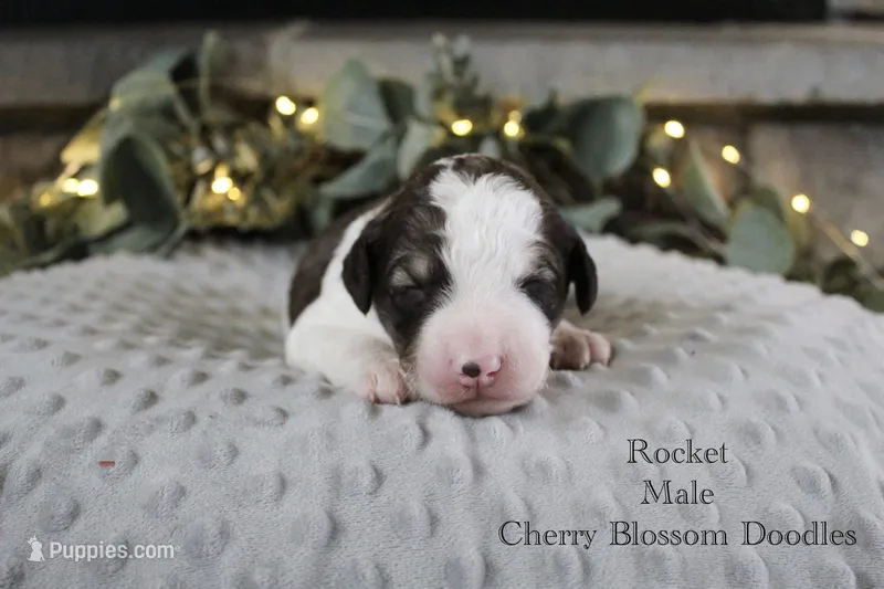 Rocket – Bordoodle puppy for sale in Ashland, OH