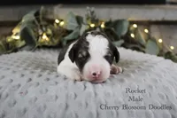 Rocket, a male Bordoodle for sale in Ashland, OH – 5 of 5