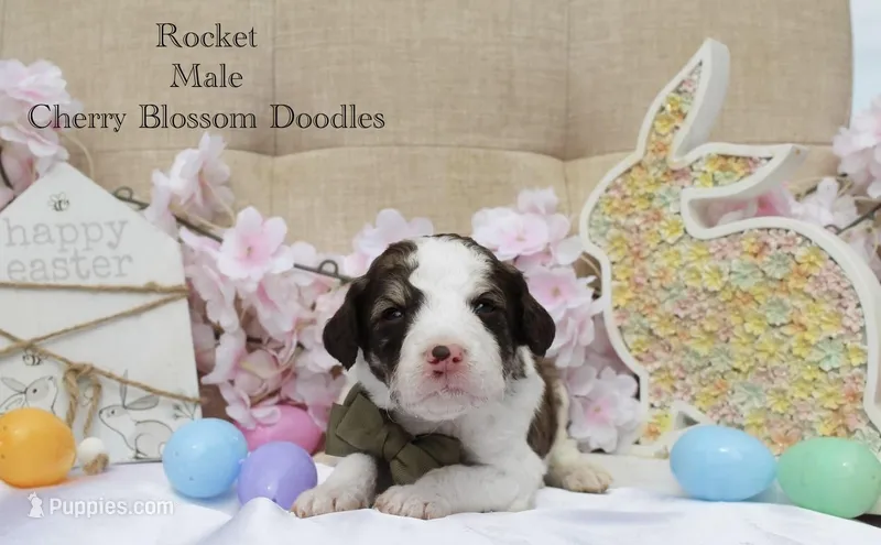 Rocket – Bordoodle puppy for sale in Ashland, OH