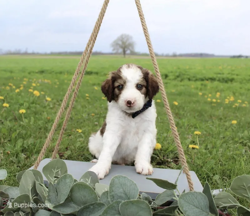 Rocket – Bordoodle puppy for sale in Ashland, OH