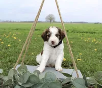 Rocket, a male Bordoodle for sale in Ashland, OH – 1 of 5