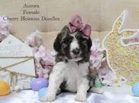 Aurora, a female Bordoodle for sale in Ashland, OH – 2 of 4