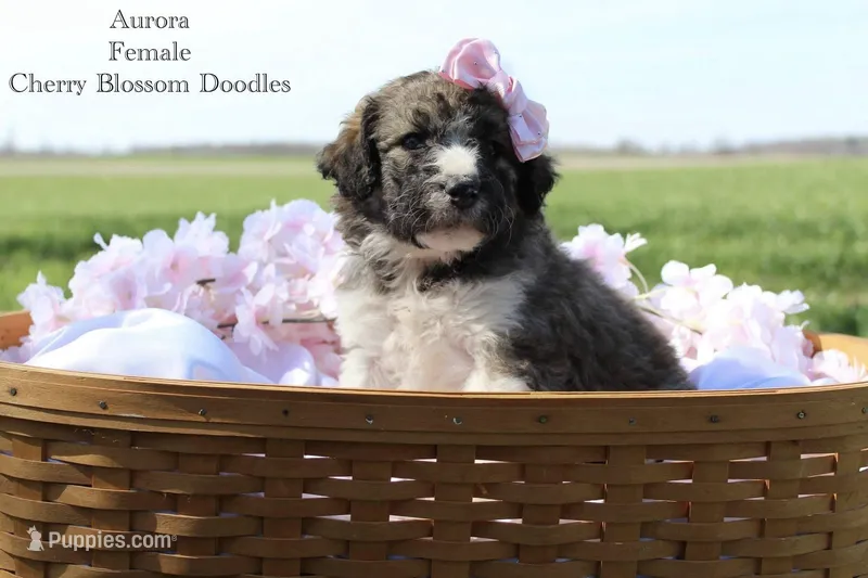 Aurora – Bordoodle puppy for sale in Ashland, OH