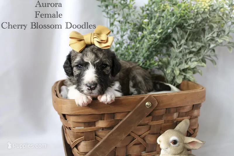Aurora – Bordoodle puppy for sale in Ashland, OH