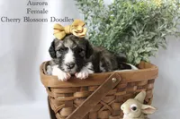 Aurora, a female Bordoodle for sale in Ashland, OH – 3 of 4