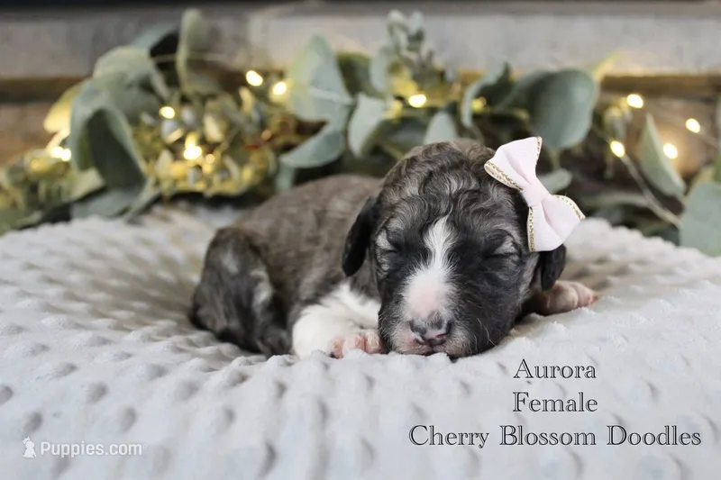 Aurora – Bordoodle puppy for sale in Ashland, OH
