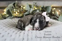Aurora, a female Bordoodle for sale in Ashland, OH – 4 of 4