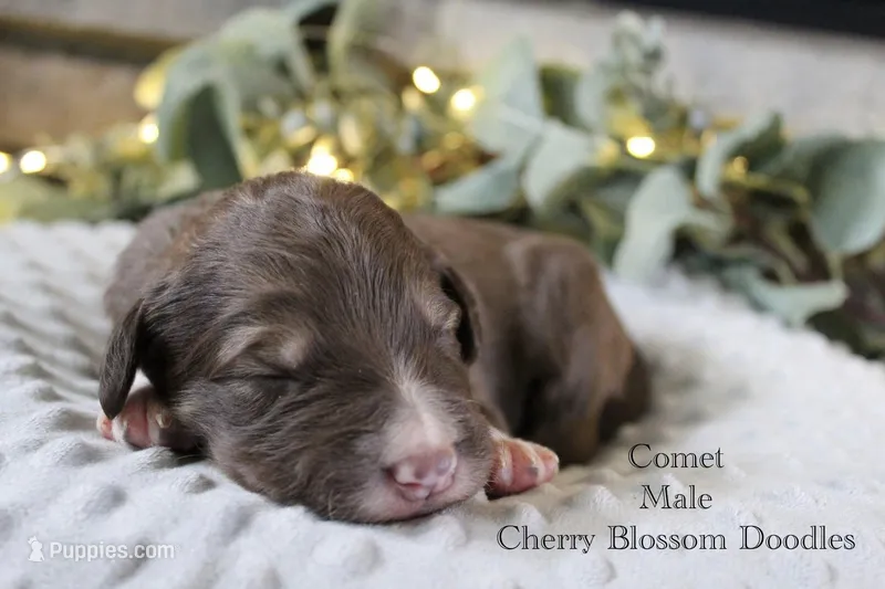 Comet – Bordoodle puppy for sale in Ashland, OH