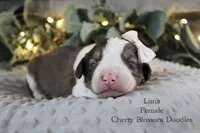 Luna, a female Bordoodle for sale in Ashland, OH – 5 of 5