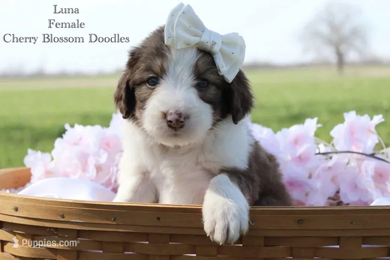 Luna – Bordoodle puppy for sale in Ashland, OH