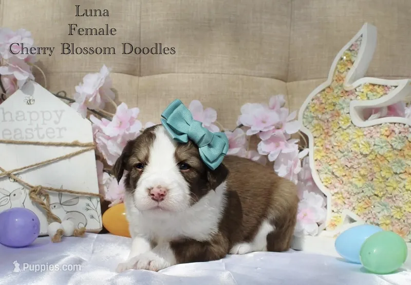 Luna – Bordoodle puppy for sale in Ashland, OH