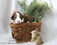 Luna, a female Bordoodle for sale in Ashland, OH – 4 of 5