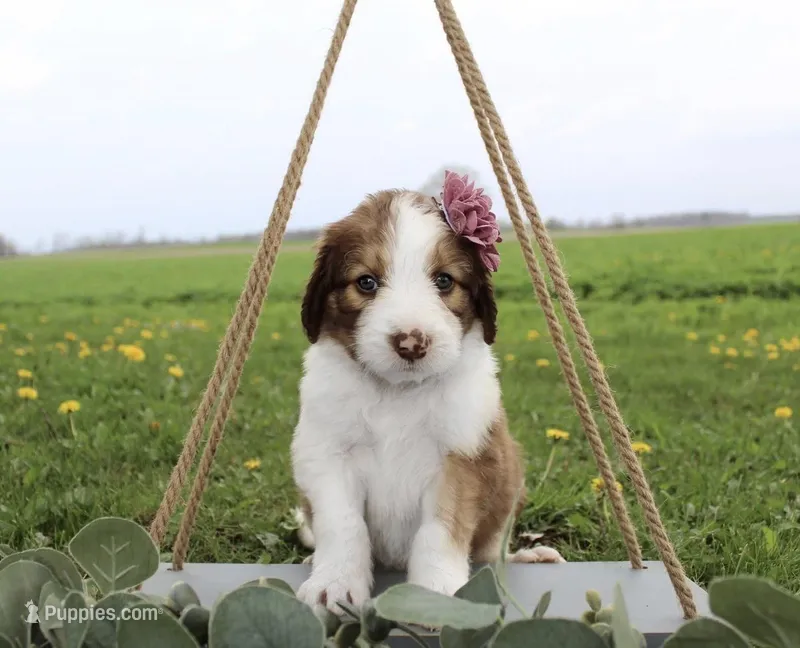 Luna – Bordoodle puppy on hold in Ashland, OH