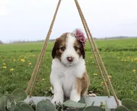 Luna, a female Bordoodle for sale in Ashland, OH – 1 of 5