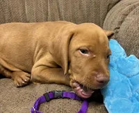 Caro Purple collar boy, a male Vizsla for sale in Ganado, TX – 3 of 6