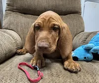 Red Collar Boy Res & Rowdie, a male Vizsla for sale in Ganado, TX – 3 of 6
