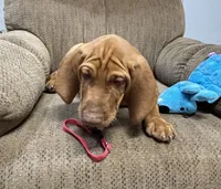 Red Collar Boy Res & Rowdie, a male Vizsla for sale in Ganado, TX – 1 of 6