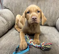 Caro Teal Collar Boy, a male Vizsla for sale in Ganado, TX – 3 of 5