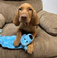 Red Collar Boy Res & Rowdie, a male Vizsla for sale in Ganado, TX – 2 of 6