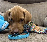 Caro Teal Collar Boy, a male Vizsla for sale in Ganado, TX – 2 of 5