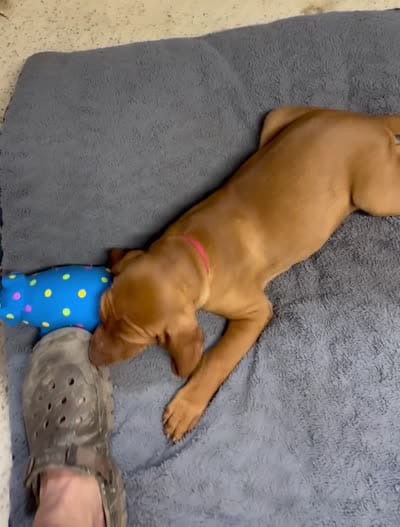 Red Collar Boy Res & Rowdie, a male Vizsla for sale in Ganado, TX – 6 of 6