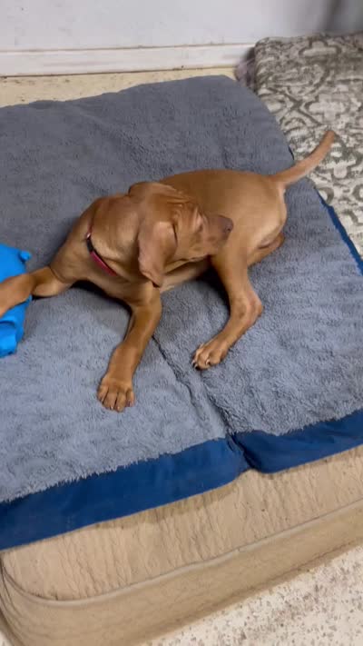 Red Collar Boy Res & Rowdie, a male Vizsla for sale in Ganado, TX – 4 of 6