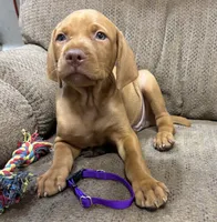 Caro Purple collar boy, a male Vizsla for sale in Ganado, TX – 5 of 6