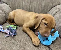 Caro Lime collar Girl, a female Vizsla for sale in Ganado, TX – 3 of 5