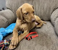 Caro Orange Collar Boy, a male Vizsla for sale in Ganado, TX – 3 of 3