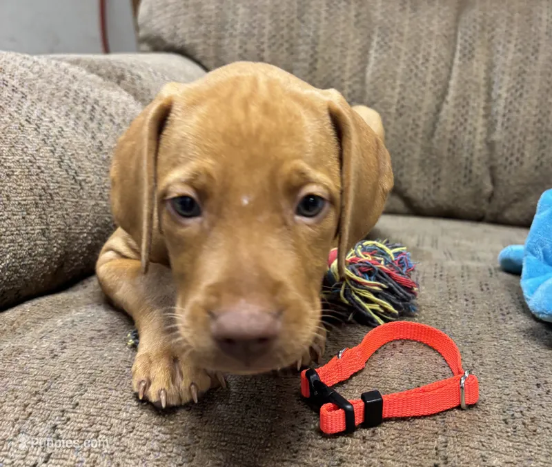 Caro Orange Collar Boy – Vizsla puppy for sale in Ganado, TX