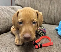 Caro Orange Collar Boy, a male Vizsla for sale in Ganado, TX – 1 of 3