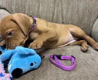 Caro Magenta Collar Girl, a female Vizsla for sale in Ganado, TX – 5 of 5